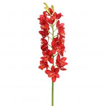 položky Orchidej Cymbidium červená 78cm