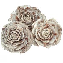 Cedrové šišky řezané jako růže cedrová růže 4-6cm bílá/přírodní 50ks