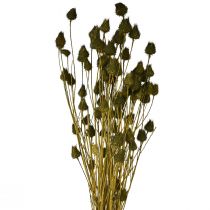 položky Ostropestřec jahodový suchá dekorace olivově zelená Ø1–2cm L55cm 100g