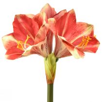 Umělá Amarylis růžová a krémová – Velký stonek květ 76cm