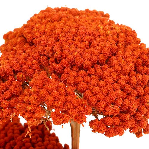 položky Achillea Orange Sušené květiny Řebříček 45-60cm 1kg