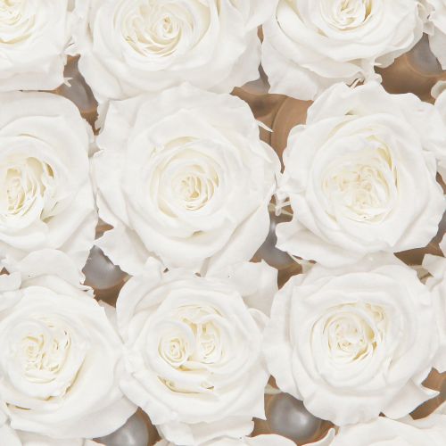 Floristik24 Infinity Roses Pravé růžové hlavičky Mini růže Bílé Ø3cm 16 ks