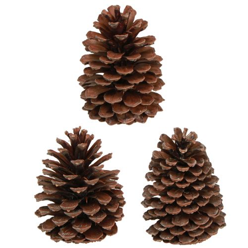 položky Šišky Pinus Maritima dekorace šišky námořní 12-13cm 3 ks