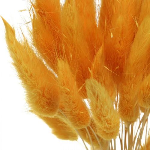 položky Lagurus Yellow Velvet Grass Rabbit tail Grass L40–55cm 25g