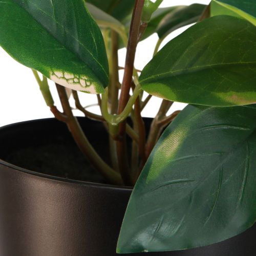 položky Filodendron Scindapsus s květináčem, nenáročný na údržbu - ideální do kanceláře i domácnosti 32cm