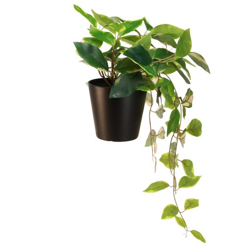 položky Filodendron Scindapsus s květináčem, nenáročný na údržbu - ideální do kanceláře i domácnosti 32cm