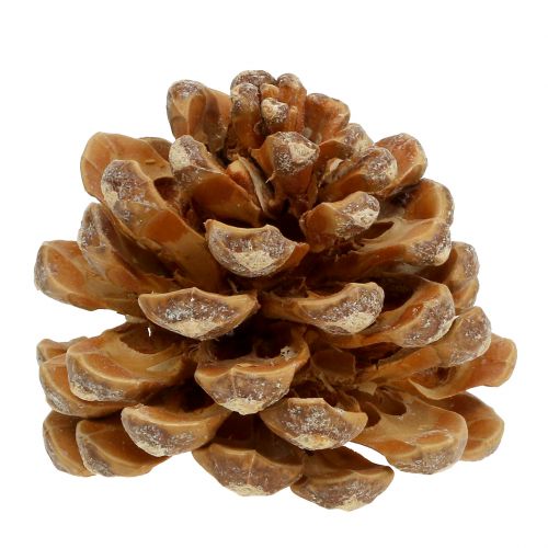 položky Šišky Pinus Šišky krém míchaný 5-18cm 25ks