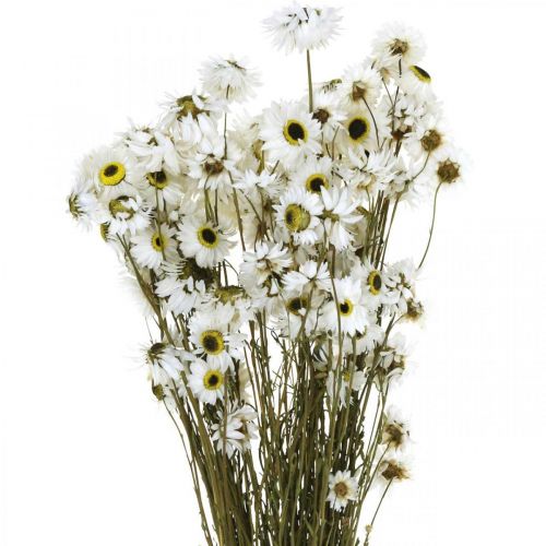 Floristik24 Acroclinium White, suché rostliny, slaměné květiny, suché květinářství L20–40cm 25g
