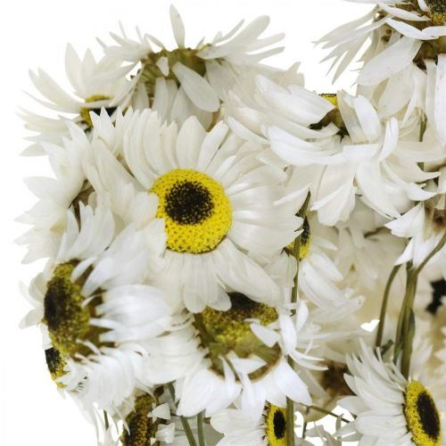 položky Acroclinium White, suché rostliny, slaměné květiny, suché květinářství L20–40cm 25g