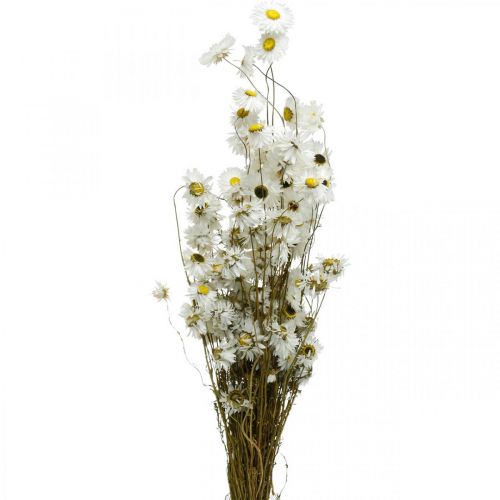 Floristik24 Sušené květiny Acroclinium Bílé květiny suché květinářství 60g