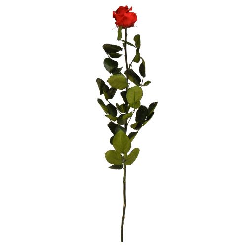 Amorosa Červená nekonečná růže se zakonzervovanými listy L54cm
