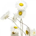 Floristik24 Sušené květiny Acroclinium Bílé květiny suché květinářství 60g