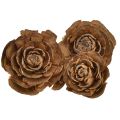 Floristik24 Šišky z cedru řezané jako růže cedrová růže 4-6cm přírodní 50 kusů.