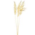 Floristik24 Dekorativní pampová tráva krémová suchá tráva bělená 95cm 3ks